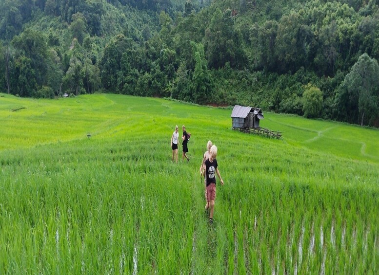 Chiang Mai Trekking (Non-touristic Trail)