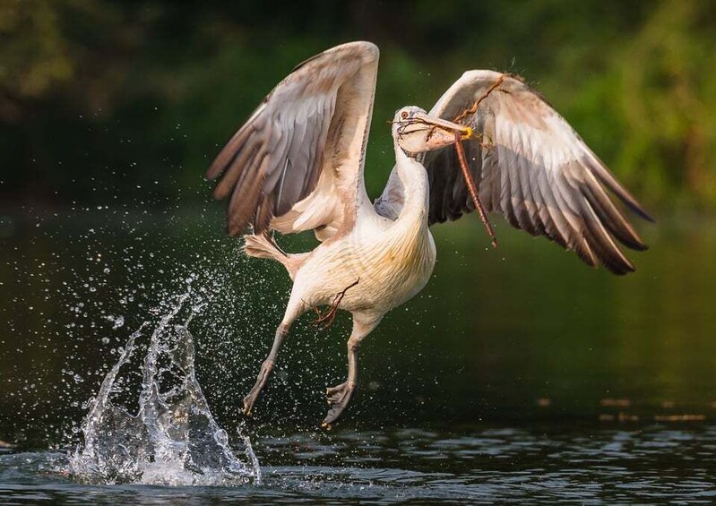 Picture 6 for Activity Prek Toal Bird Sanctuary and Great Lake Tour in Cambodia