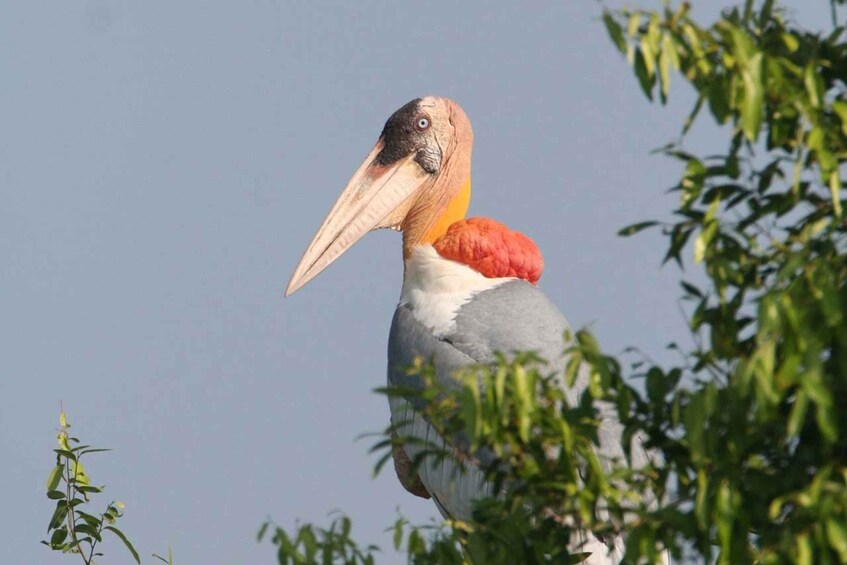 Picture 2 for Activity Prek Toal Bird Sanctuary and Great Lake Tour in Cambodia