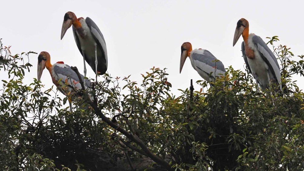 Prek Toal Bird Sanctuary and Great Lake Tour in Cambodia