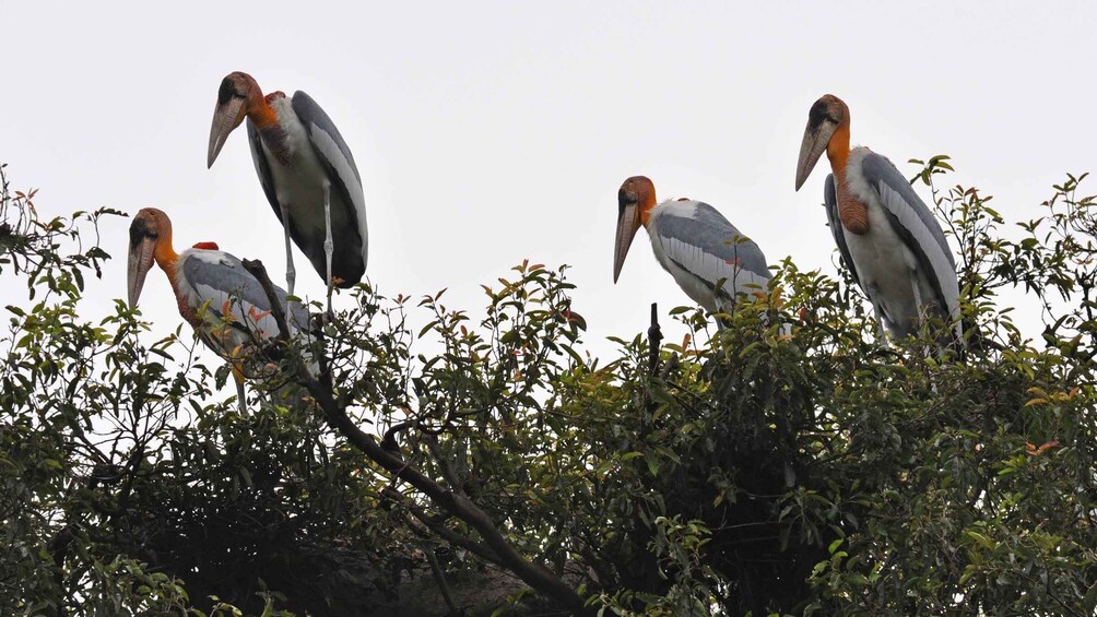 Prek Toal Bird Sanctuary and Great Lake Tour in Cambodia