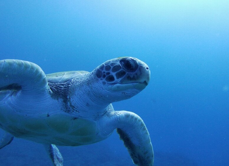 Picture 3 for Activity Tenerife: Beginner's Dive at a Spot with Turtle Sightings