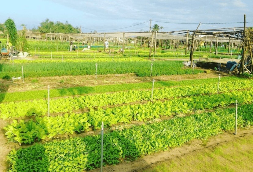 Picture 4 for Activity Hoi An: Tra Que Herb Village Cooking Class