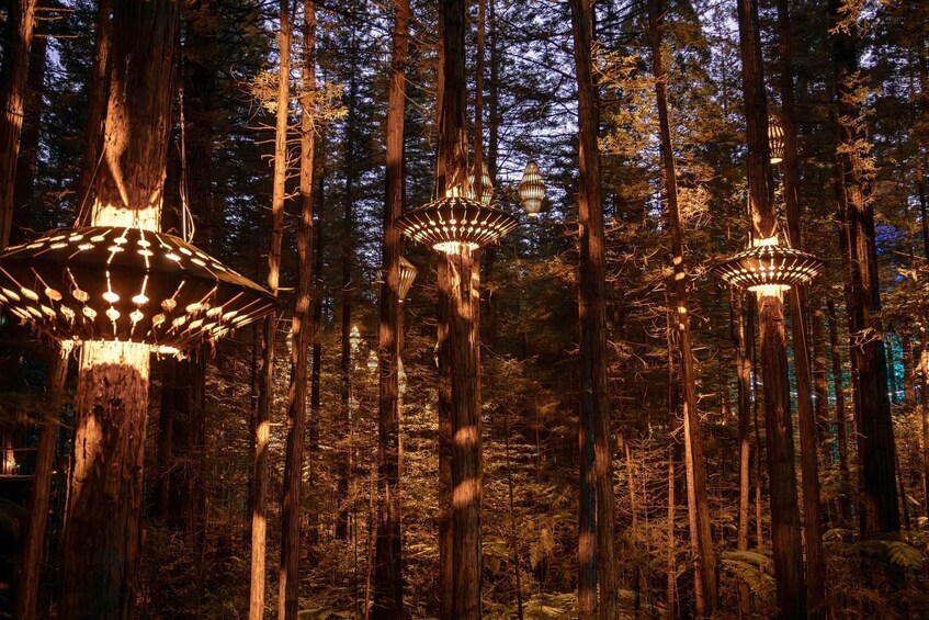 Rotorua: Redwoods Altitude, Nighttime Fast Pass, & Treewalk