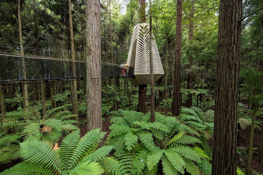 Picture 2 for Activity Rotorua: Redwoods Altitude & Day/Night Treewalk Combo