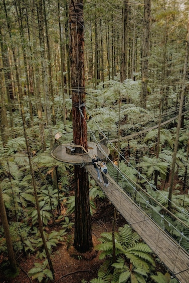 Picture 7 for Activity Rotorua: Redwoods Altitude & Day/Night Treewalk Combo