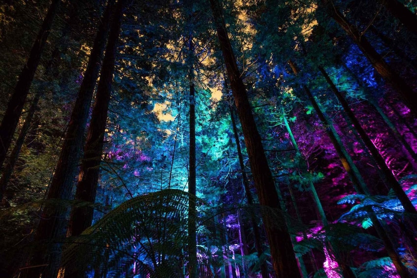 Picture 5 for Activity Rotorua: Redwoods Altitude & Day/Night Treewalk Combo