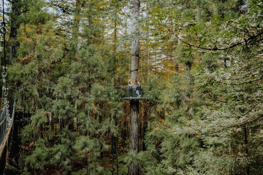 Picture 8 for Activity Rotorua: Redwoods Altitude, Nighttime Fast Pass, & Treewalk