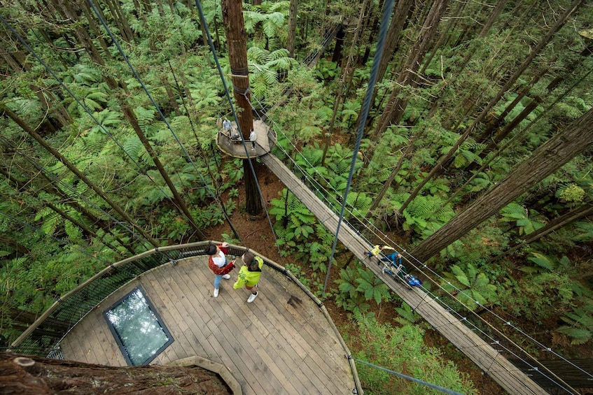 Picture 3 for Activity Rotorua: Redwoods Altitude, Nighttime Fast Pass, & Treewalk