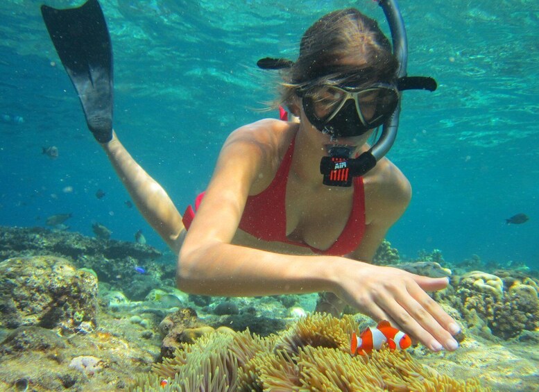 Picture 2 for Activity Basic Snorkeling at Menjangan Island