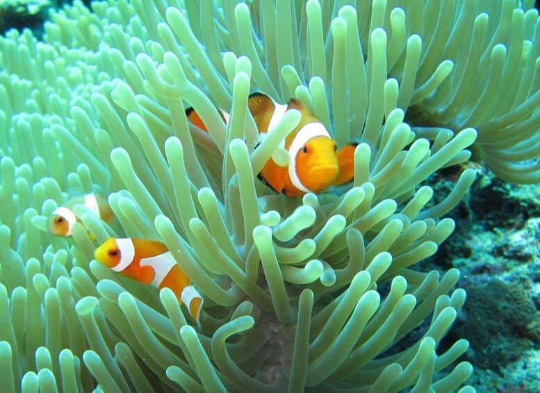 Basic Snorkeling at Menjangan Island