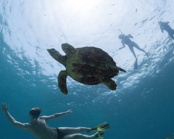 Salalah Underwater: Discover Mirbat's Snorkeling Paradise