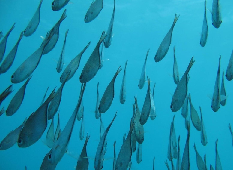 Picture 6 for Activity Zanzibar : Mnemba Island Snorkelling