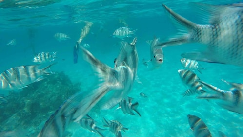 Zanzibar: Snorkling på Mnemba Island