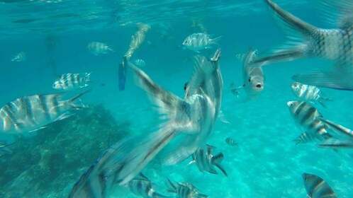 Zanzibar: Snorkling på Mnemba Island