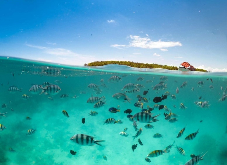 Picture 8 for Activity Zanzibar : Mnemba Island Snorkelling