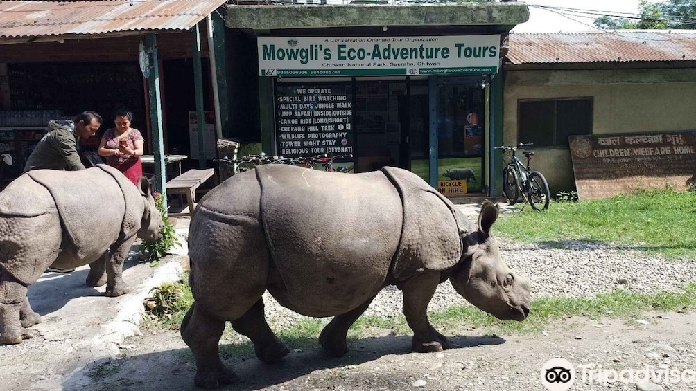 Picture 7 for Activity Chitwan jungle safari with National Park Tower Night Stay