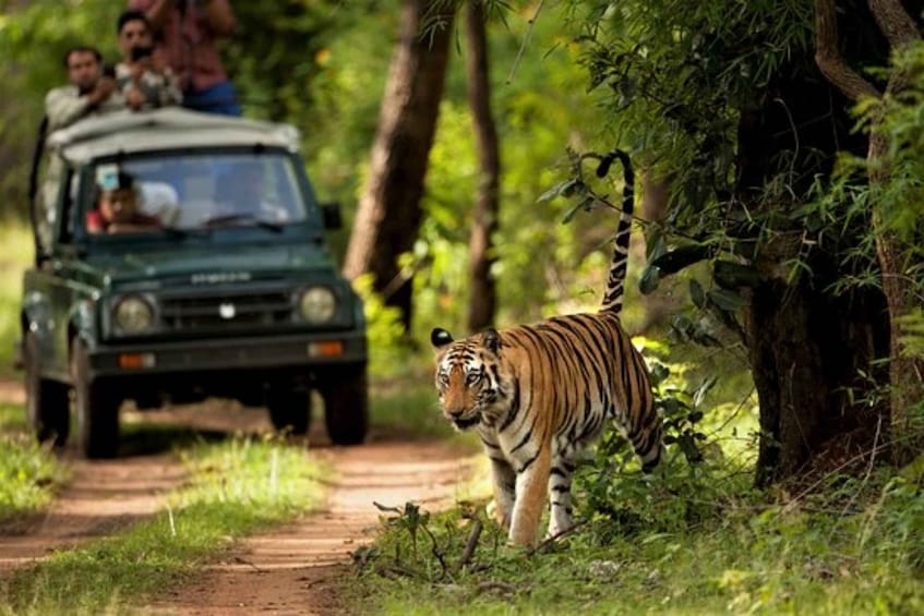 Picture 3 for Activity Chitwan jungle safari with National Park Tower Night Stay