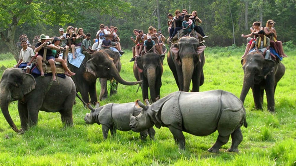 Picture 2 for Activity Chitwan jungle safari with National Park Tower Night Stay