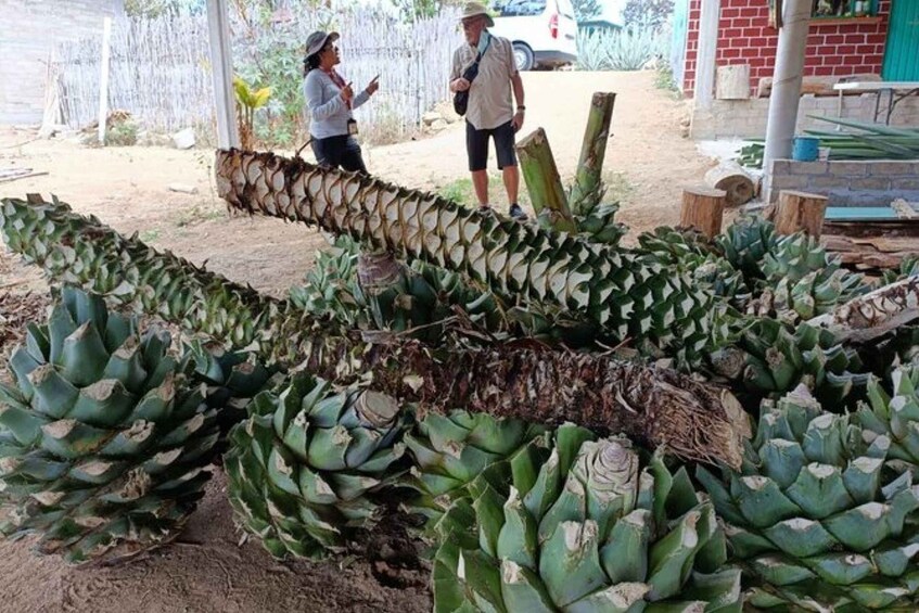 Picture 2 for Activity Oaxaca: Ancestral Mezcal Experience