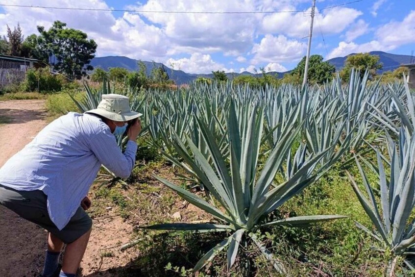 Picture 3 for Activity Oaxaca: Ancestral Mezcal Experience
