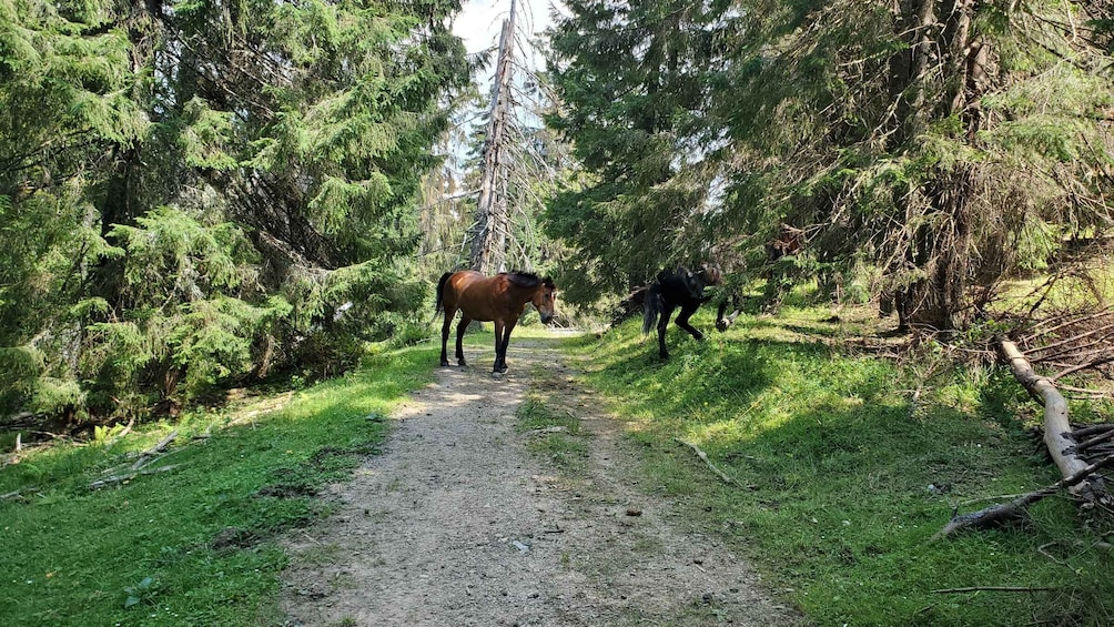 Picture 5 for Activity Padis: A hike or bike ride to the heart of Apuseni