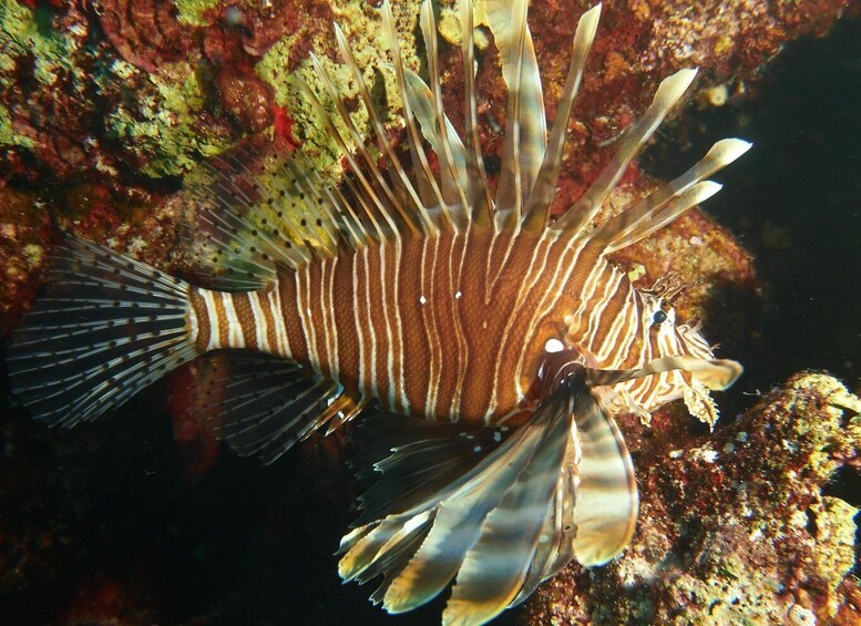 Picture 4 for Activity Scuba Diving - Tunnels & Caves - Cape Greco - private guided