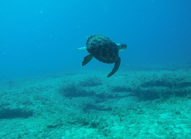 Picture 3 for Activity Scuba Diving - Tunnels & Caves - Cape Greco - private guided