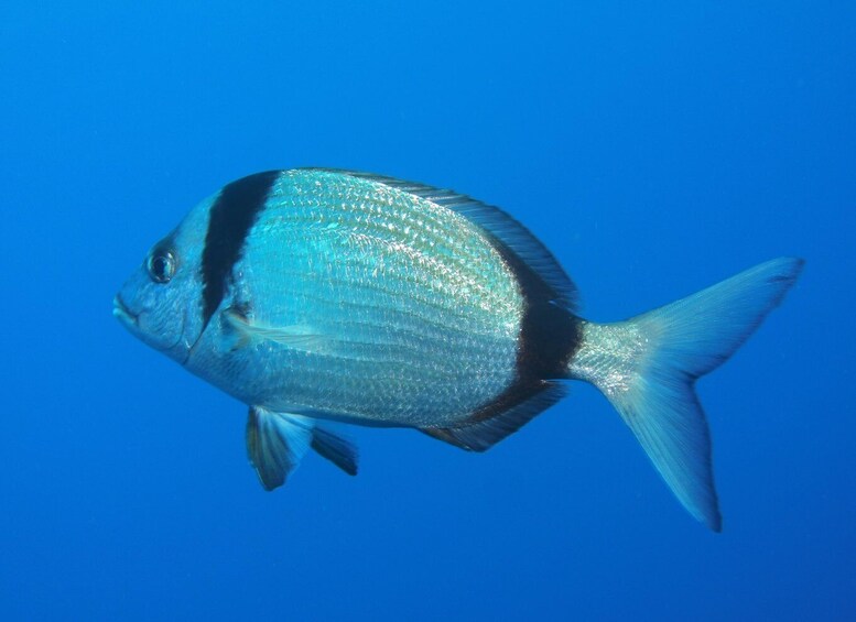 Picture 5 for Activity Scuba Diving - Tunnels & Caves - Cape Greco - private guided