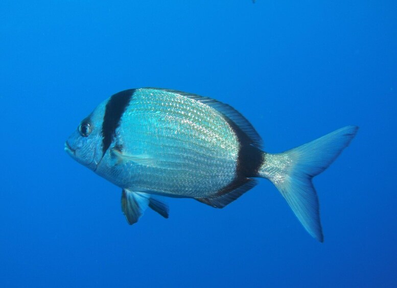 Picture 5 for Activity Scuba Diving - Tunnels & Caves - Cape Greco - private guided