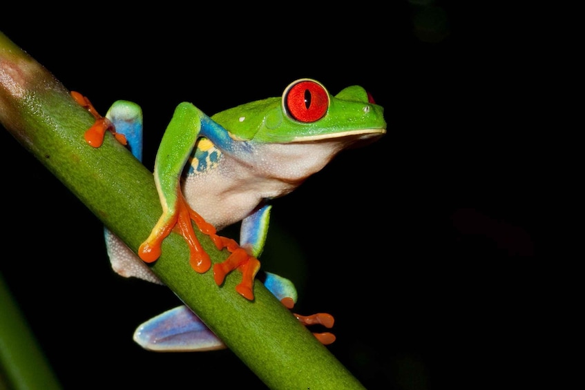 Uvita: Nature & Wildlife Night Tour in Tropical Forest