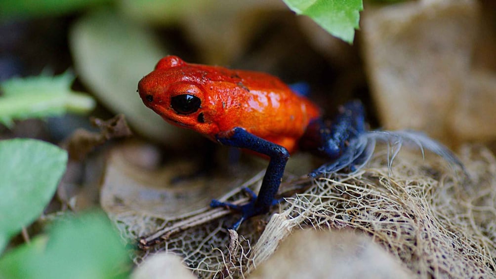 Picture 18 for Activity Uvita: Private Nature & Wildlife Night Tour Tropical Forest