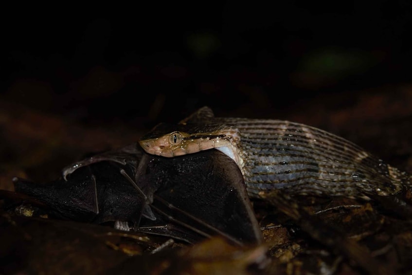 Picture 4 for Activity Uvita: Nature & Wildlife Night Tour in Tropical Forest