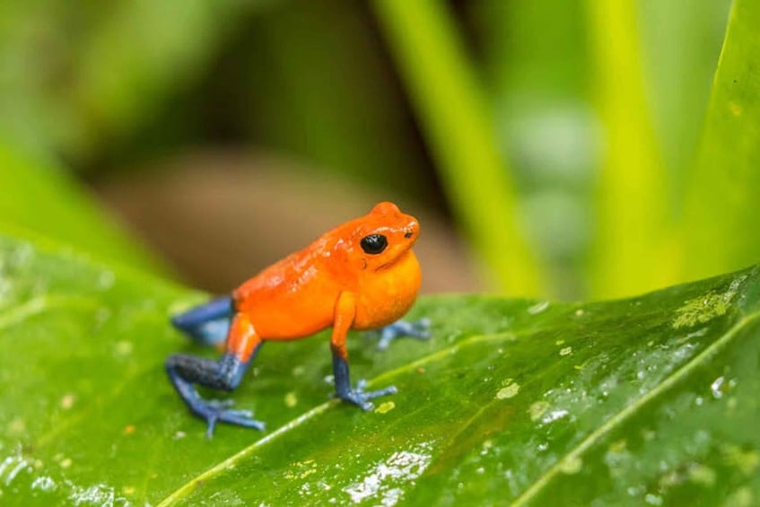 Picture 17 for Activity Uvita: Nature & Wildlife Night Tour in Tropical Forest