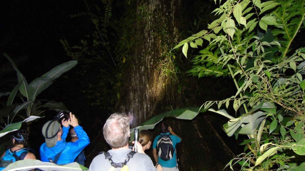 Picture 1 for Activity Uvita: Private Nature & Wildlife Night Tour Tropical Forest