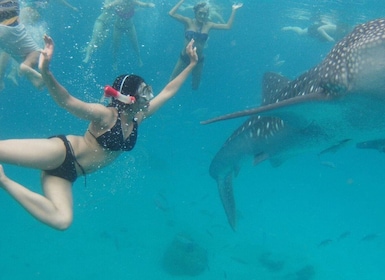 Cebu: Whale Sharks, Tumalog Falls & Sumilon Sand Bar Tour