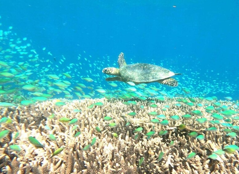 Picture 8 for Activity Lombok : Nanggu, Sudak & Kedis Islands Full Day Snorkeling