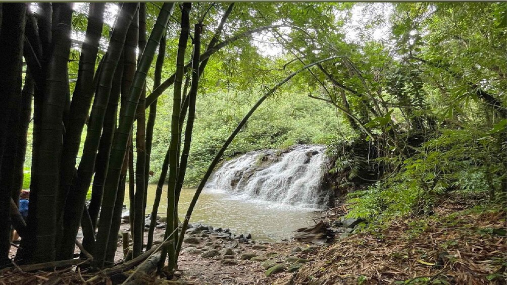 Picture 5 for Activity Kauai: Guided Hike and Waterfall Swim