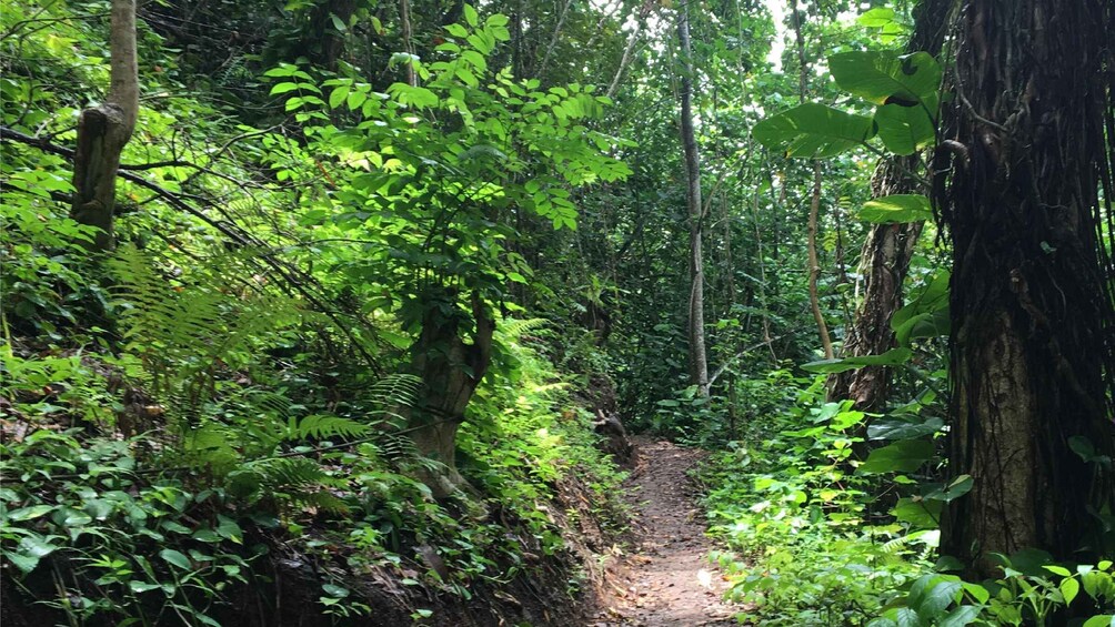 Picture 8 for Activity Kauai: Guided Hike and Waterfall Swim