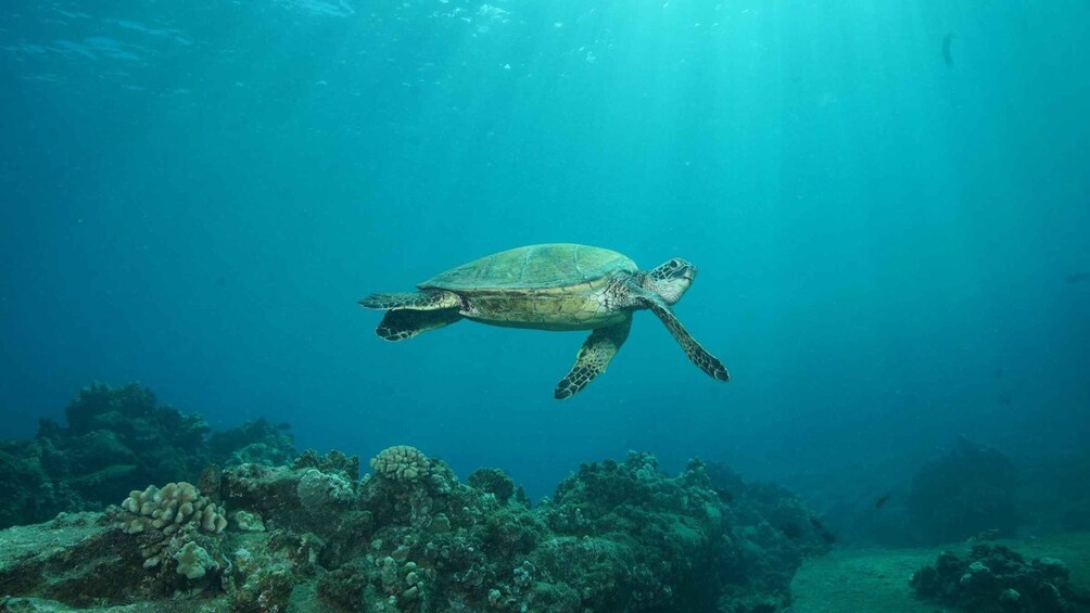 Picture 2 for Activity Lahaina: Discover Scuba Diving Class