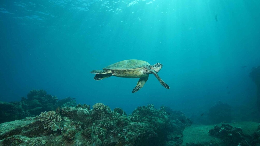 Picture 2 for Activity Lahaina: Discover Scuba Diving Class