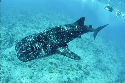 Los Cabos: Swim with Whale Sharks Snorkelling Adventure