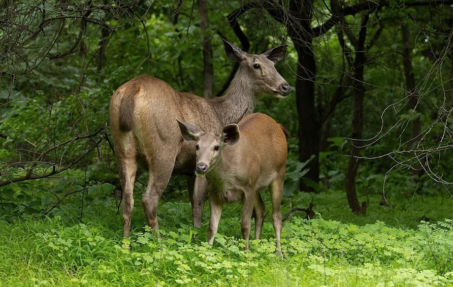 Picture 2 for Activity Gujarat: Devalia Park ( Devaliya ) Guided Jeep Safari