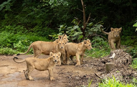 Gujarat: Devalia Park ( Devaliya ) Geführte Jeep Safari