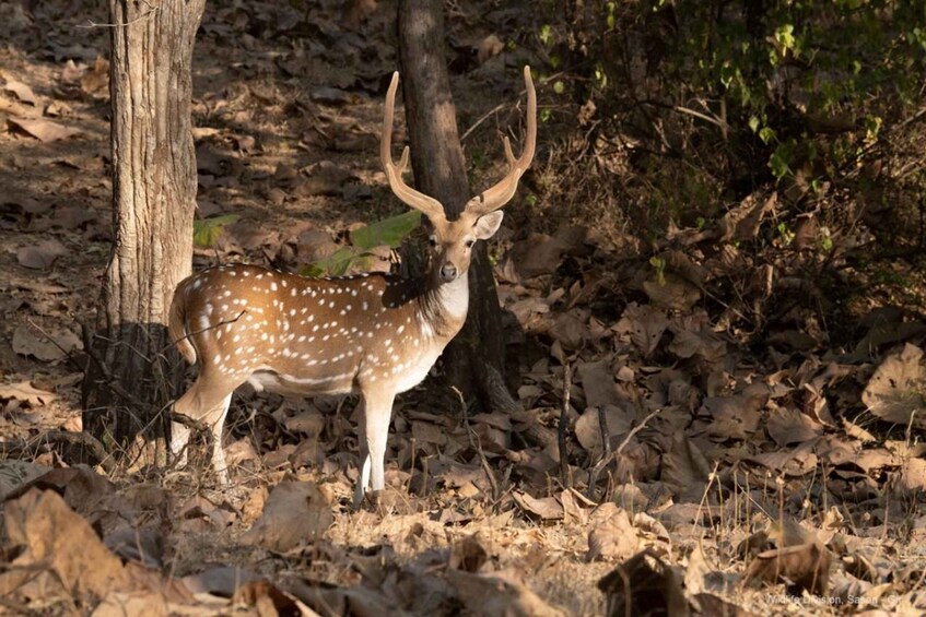 Picture 6 for Activity Gujarat: Devalia Park ( Devaliya ) Guided Jeep Safari