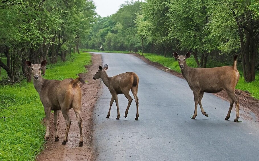 Picture 4 for Activity Gujarat: Devalia Park ( Devaliya ) Guided Jeep Safari