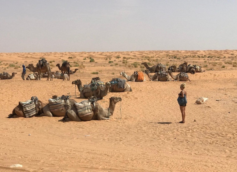 Picture 5 for Activity Day trip to desert to Ksar Ghilane from Djerba or Zarzis