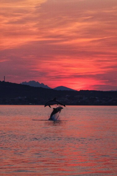 Picture 7 for Activity Golfo Aranci: Dolphin Watching SUP Paddleboard Tour