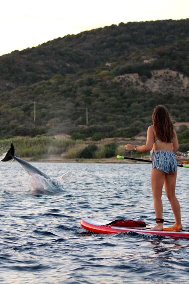 Picture 5 for Activity Golfo Aranci: Dolphin Watching SUP Paddleboard Tour