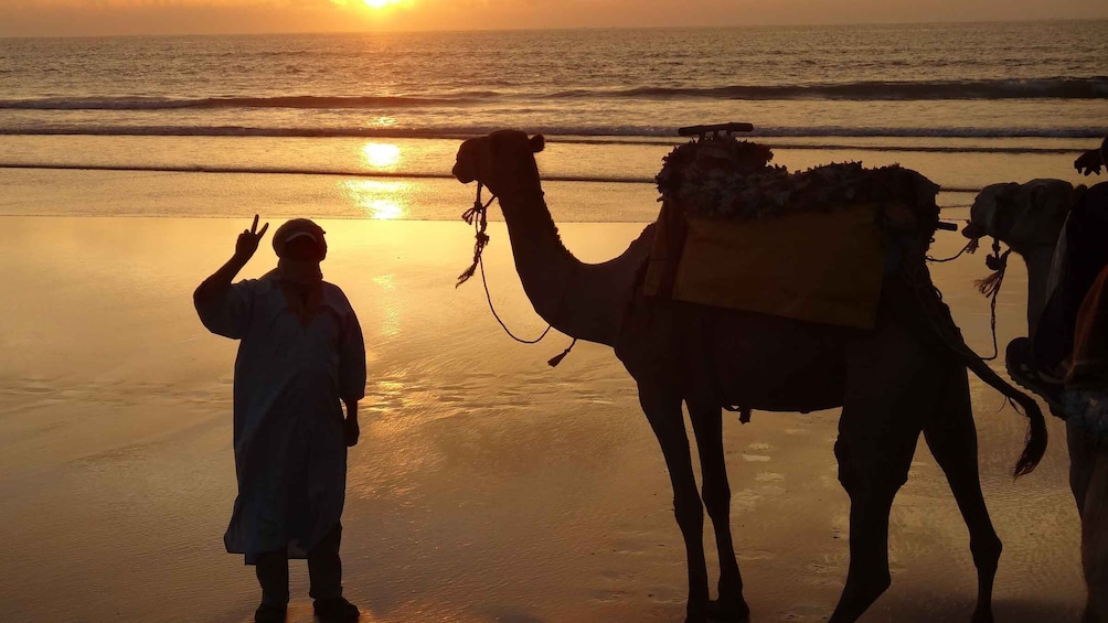 Picture 2 for Activity Essaouira: One Hour Dromedary Ride